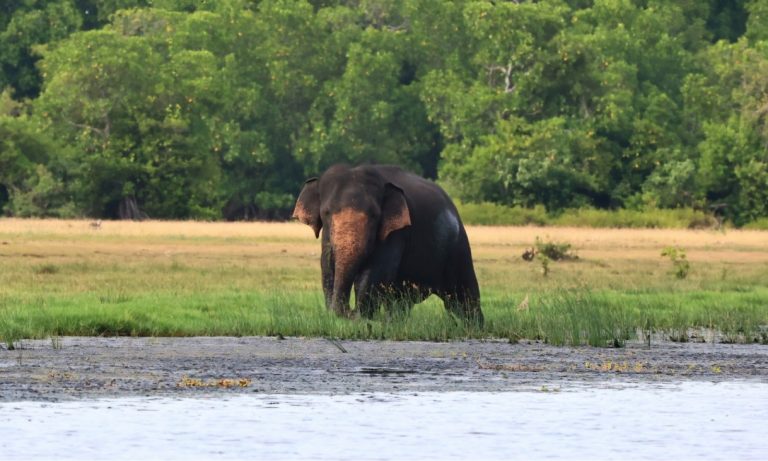 10 Tage Sri Lanka Classics