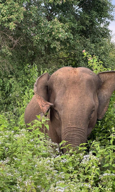 Udawalawa Nationalpark