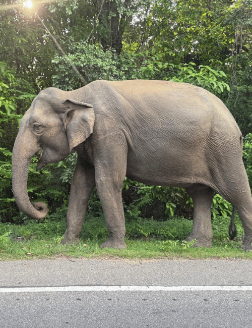 Elefant an der Straße