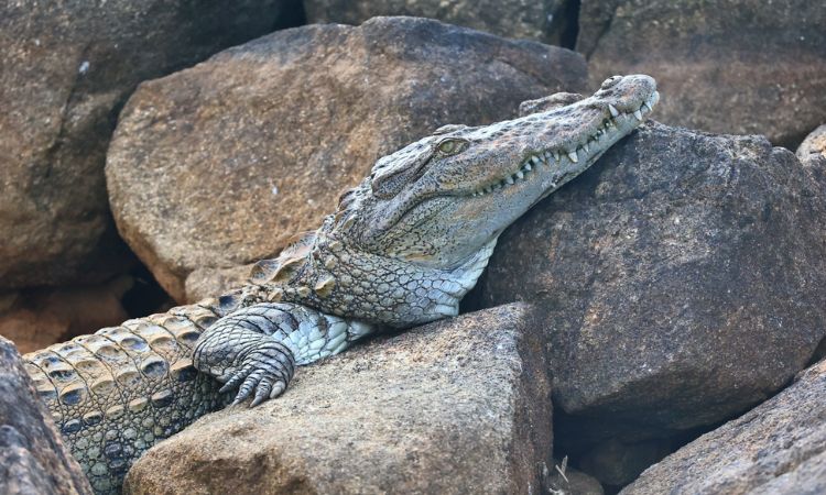 Krokodile in Sri Lanka