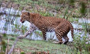 Nationalparks Sri Lanka