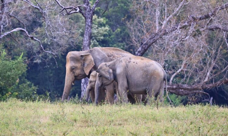 Nationalparks Sri Lanka
