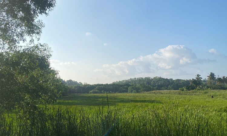 Reisfeld im Oktober in Sri Lanka