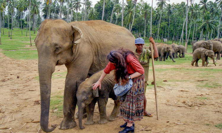 Sri Lanka mit Kindern: Elefanten in Sri Lanka