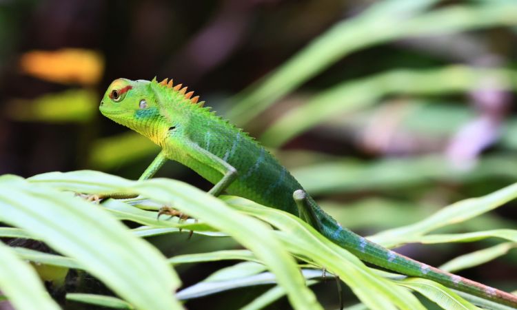 Nationalparks Sri Lanka