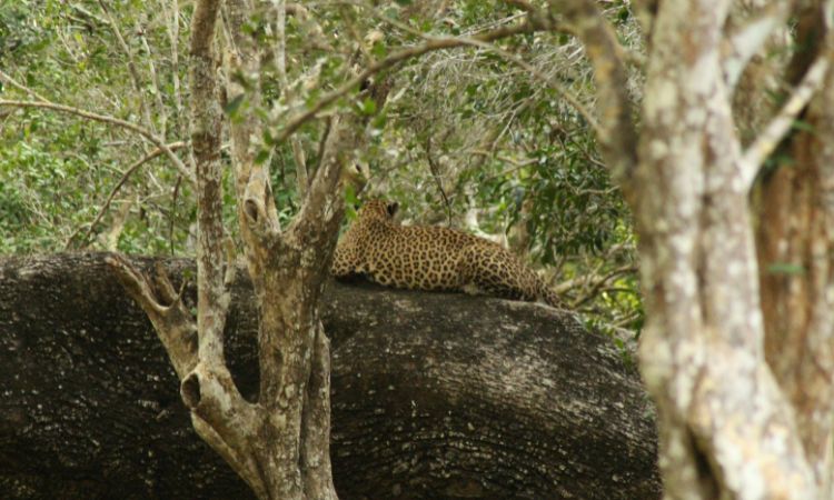 Wilpattu Nationalpark
