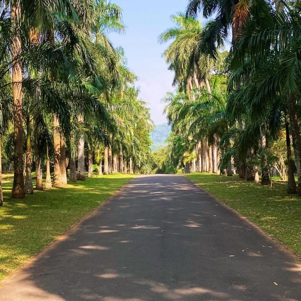 Botanischer Garten Kandy
