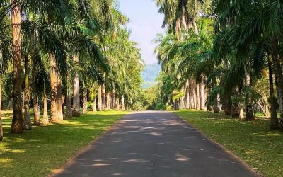 Sri Lanka Rundreise 7 Tage Botanischer Garten Kandy