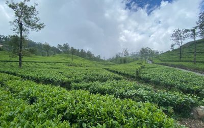 14 Tage Sri Lanka Lipton Seat