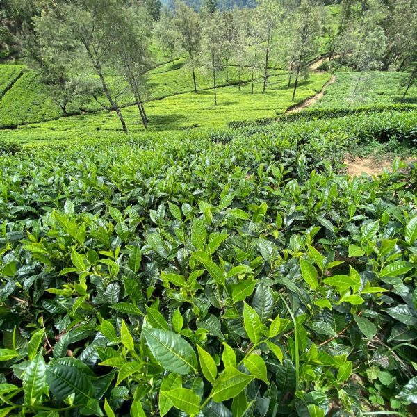 Discover Tea Plantations