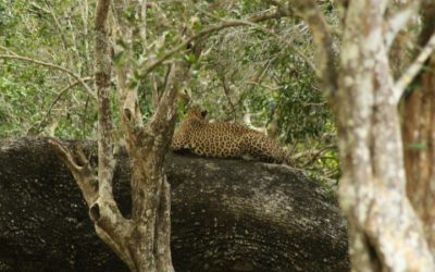 Wilpattu Nationalpark