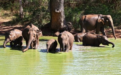 Sri Lanka Rundreise 7 Tage — Yala Nationalpark