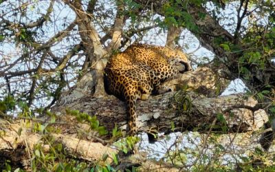 Yala Nationalpark
