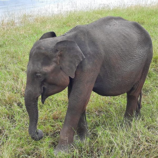 Udawalawa Nationalpark