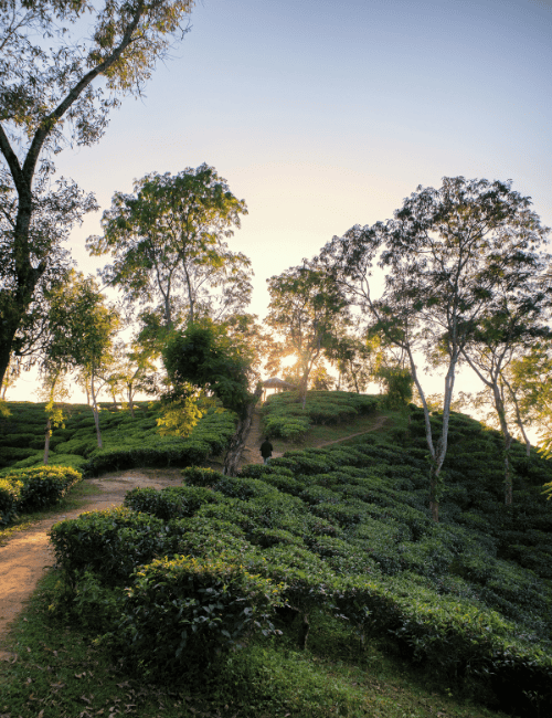 Teeplantage Sri Lanka